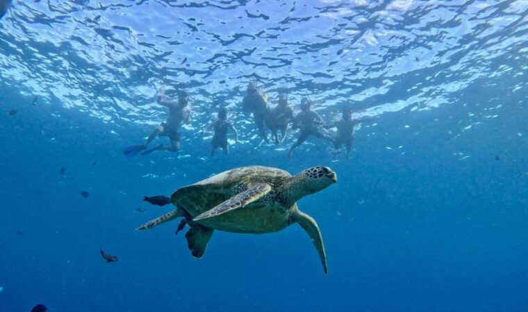 oahu-private-turtle-snorkeling-with-customizable-itinerary