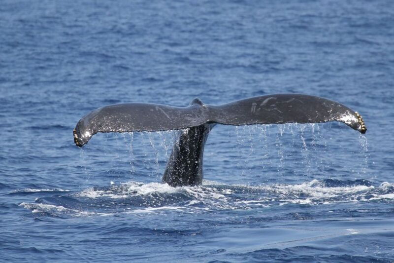 oahu-seasonal-whale-watch-cruise