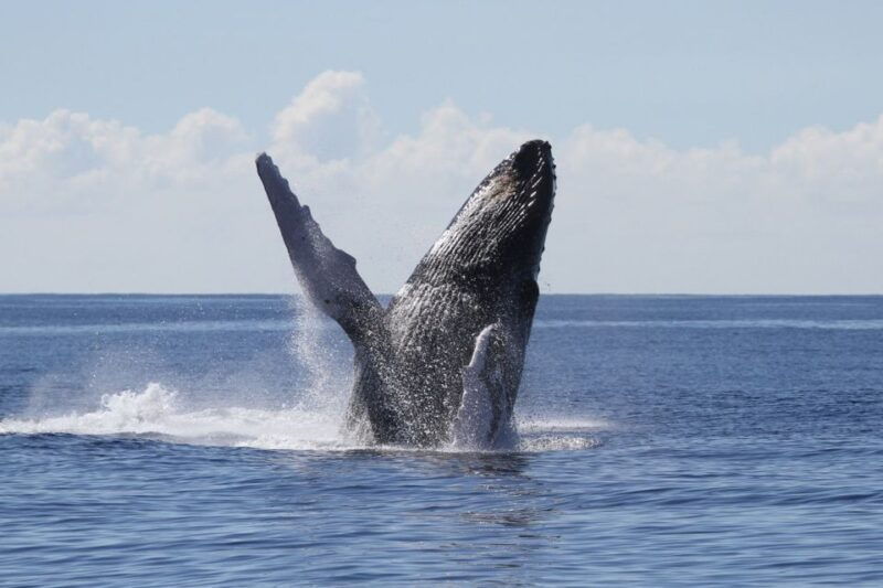 oahu-seasonal-whale-watch-cruise