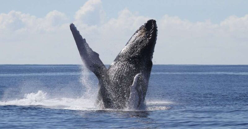 oahu-seasonal-whale-watch-cruise