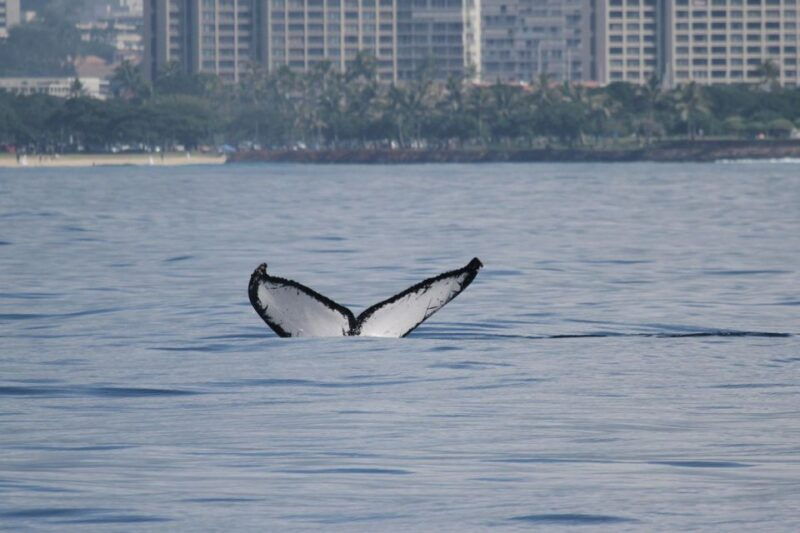 oahu-seasonal-whale-watch-cruise