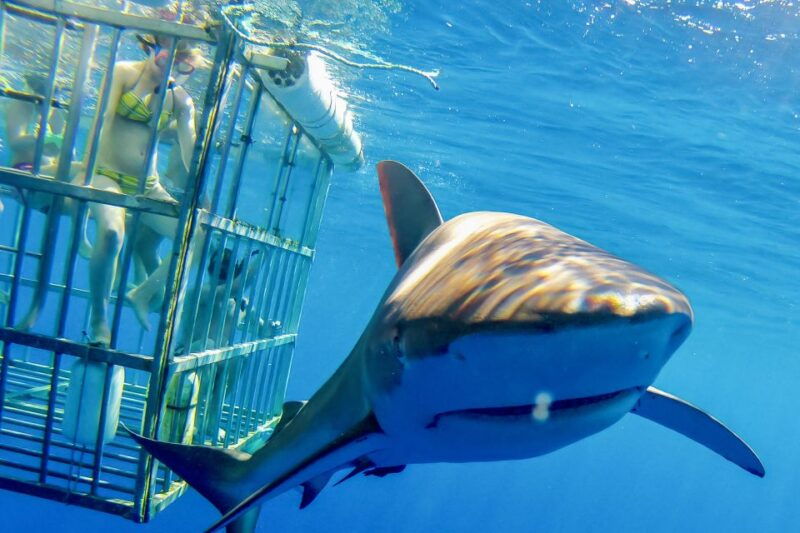 oahu-shark-cage-dive-on-the-north-shore