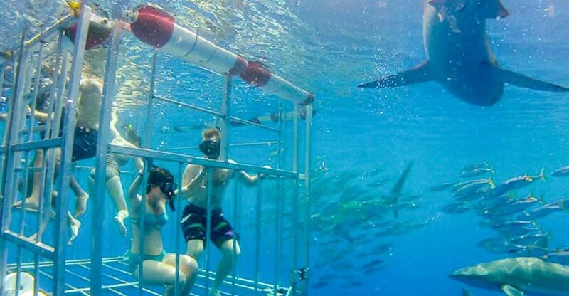 oahu-shark-cage-dive-on-the-north-shore