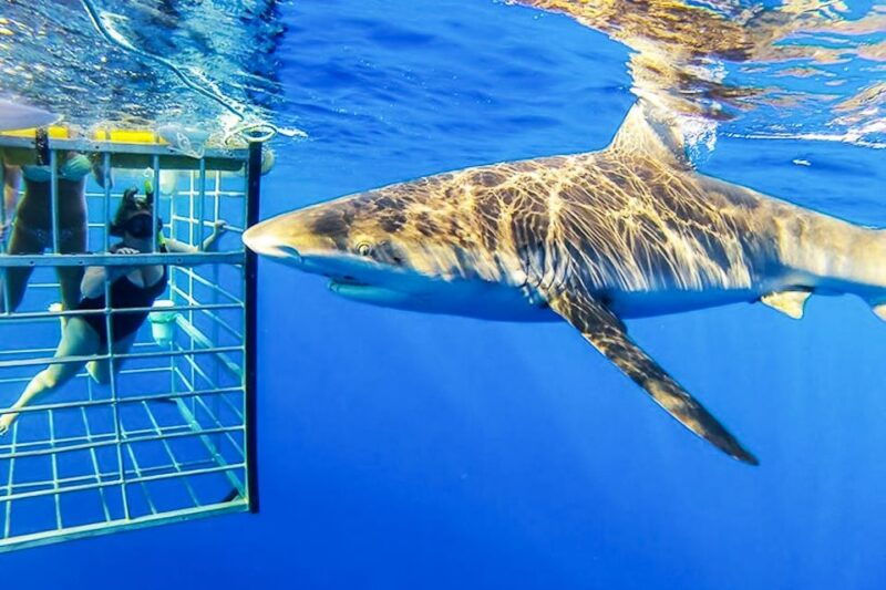 oahu-shark-cage-dive-on-the-north-shore