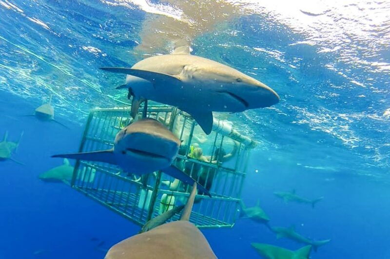 oahu-shark-cage-dive-on-the-north-shore