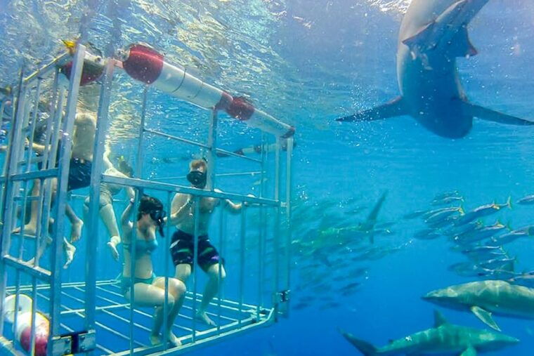 oahu-shark-cage-dive-on-the-north-shore