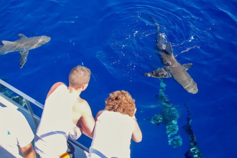 oahu-shark-cage-dive-on-the-north-shore