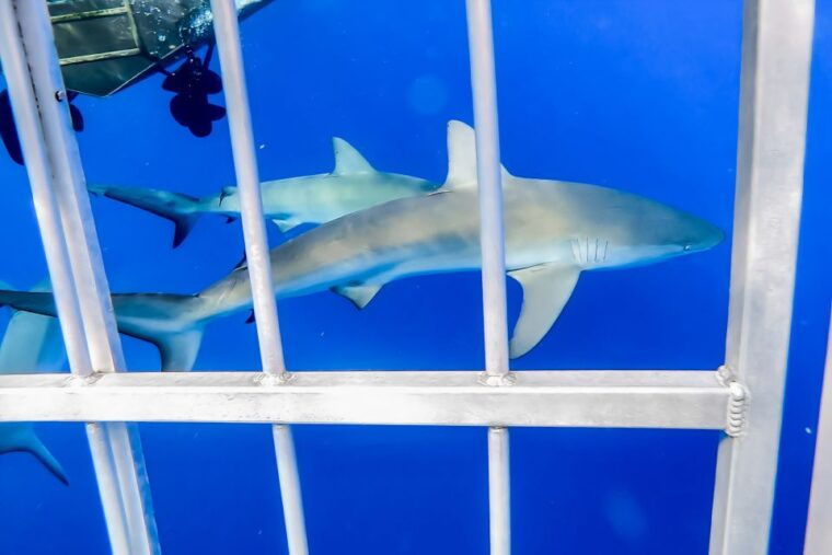 oahu-shark-cage-dive-on-the-north-shore