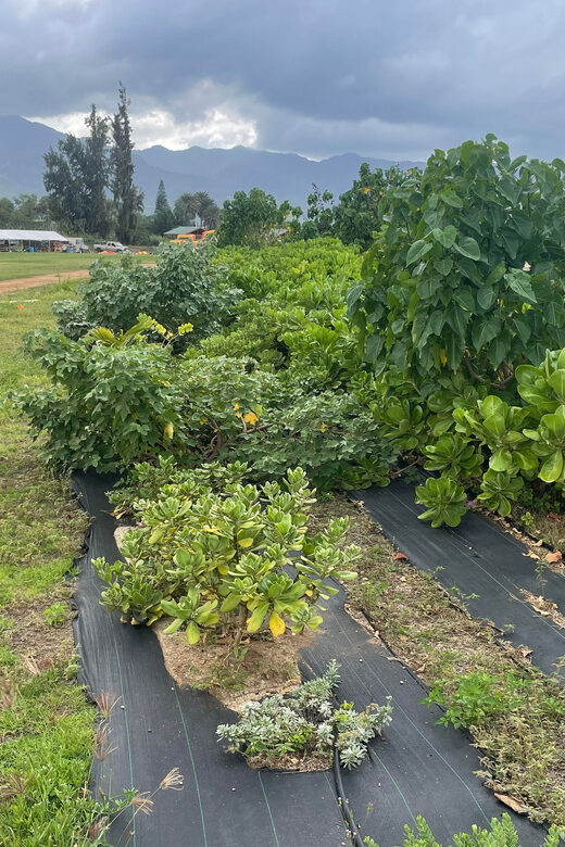 Oahu: Shoreline Restoration Tour w/ Native Plants & Animals - The Shoreline Restoration Experience