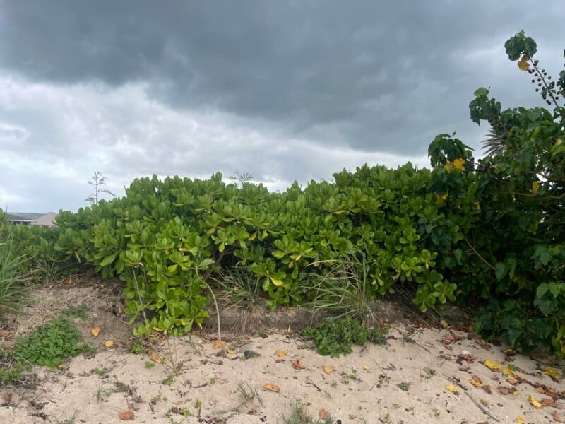 Oahu: Shoreline Restoration Tour w/ Native Plants & Animals - Authentic Review Highlights