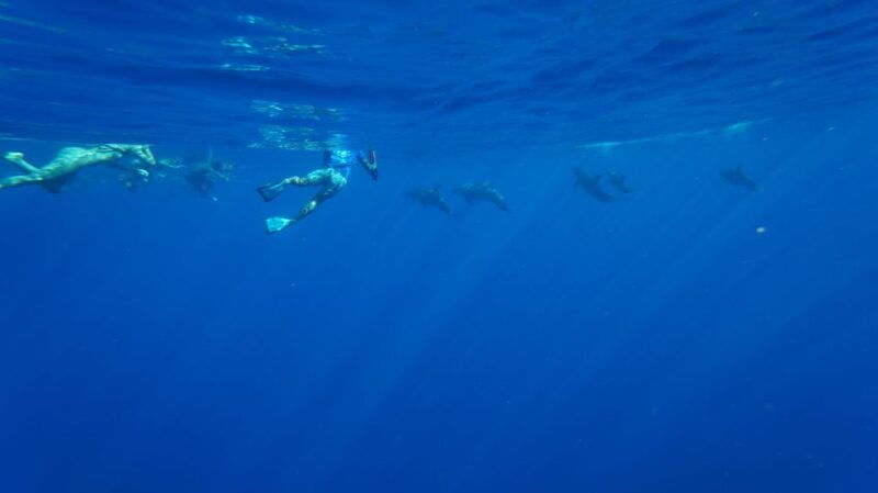 oahu-swim-with-dolphins-turtle-snorkel-tour-and-waterslide