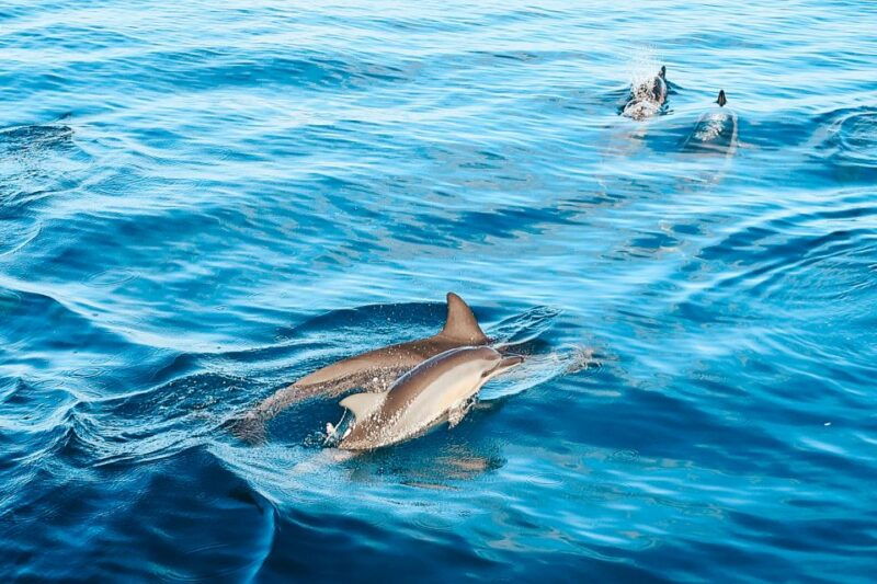 oahu-swim-with-dolphins-turtle-snorkel-tour-and-waterslide