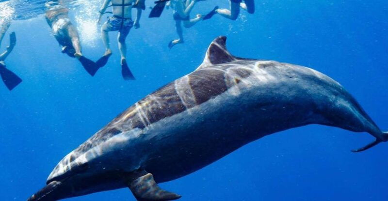 oahu-swim-with-dolphins-turtle-snorkel-tour-and-waterslide