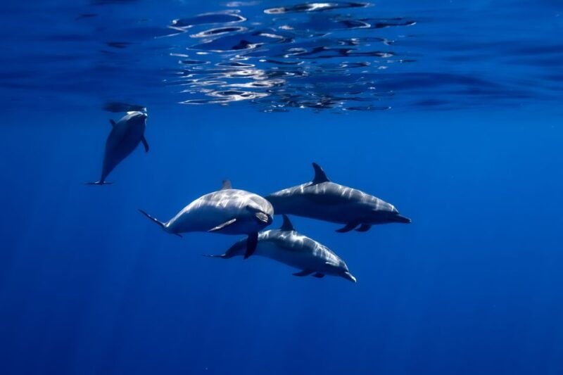 oahu-swim-with-dolphins-turtle-snorkel-tour-and-waterslide