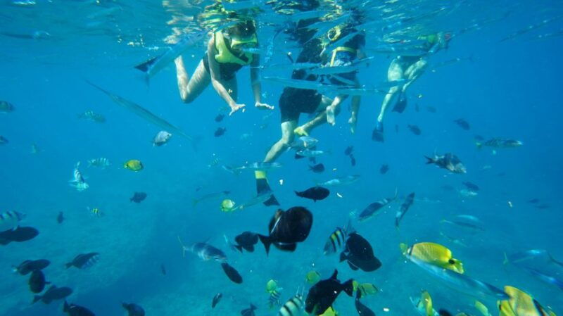 oahu-swim-with-dolphins-turtle-snorkel-tour-and-waterslide
