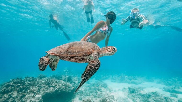 oahu-swim-with-dolphins-turtle-snorkel-tour-and-waterslide