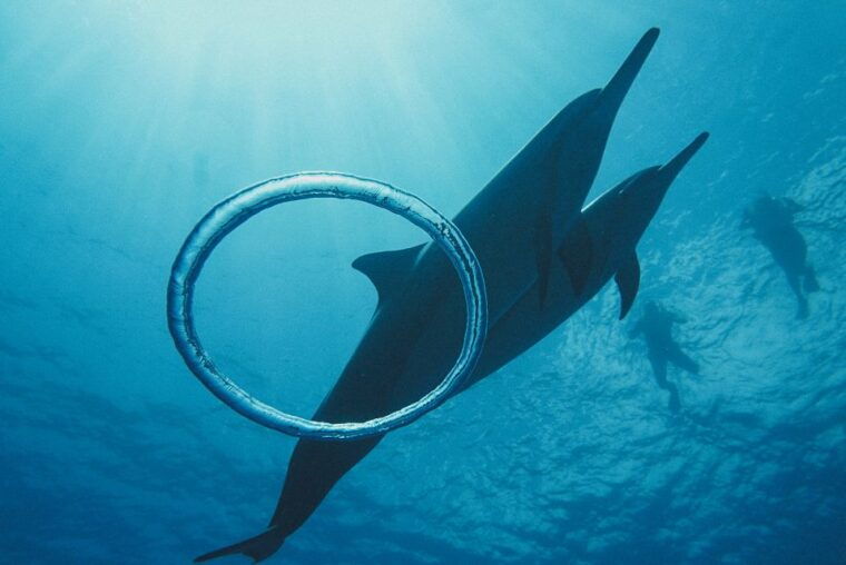 oahu-swim-with-dolphins-turtle-snorkel-tour-and-waterslide