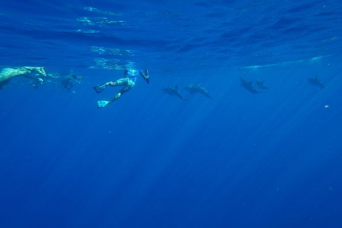 oahu-swimming-with-dolphins-speedboat-adventure
