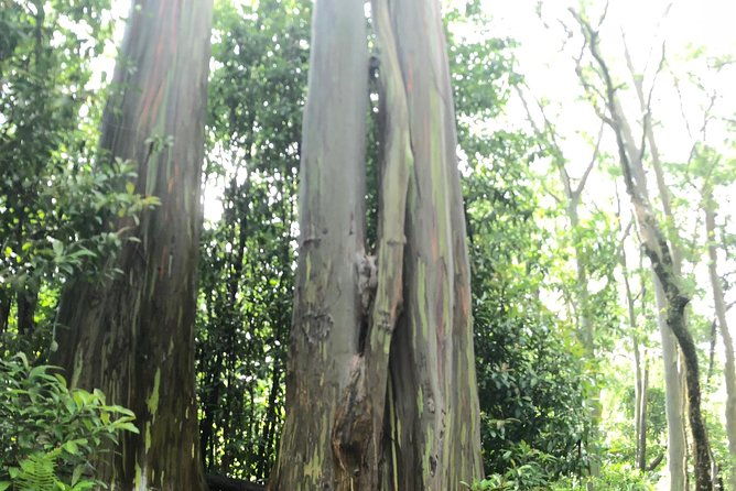 oahu-to-maui-1-day-trip-road-to-hana-day-trip-from-oahu-with-air-ticket