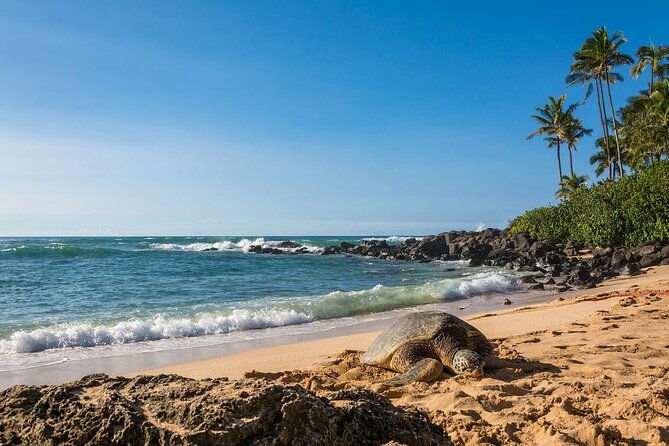 oahu-top-13-things-to-see-slingshot-aloha-tour