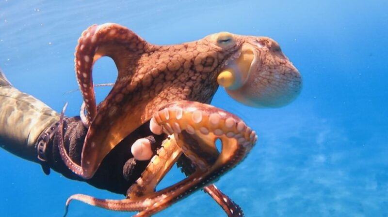 oahu-try-scuba-diving-from-shore