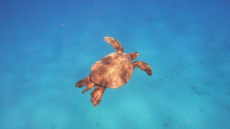 oahu-try-scuba-diving-from-shore