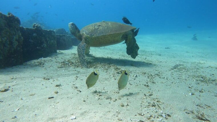 oahu-try-scuba-diving-from-shore