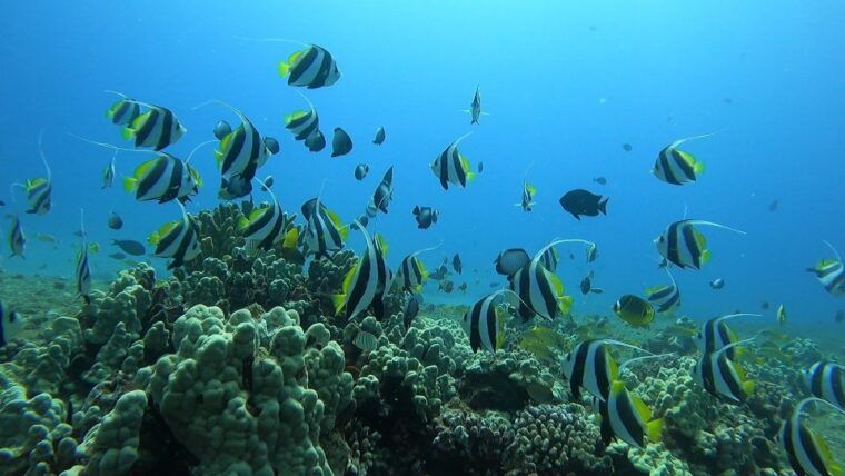 oahu-try-scuba-diving-from-shore