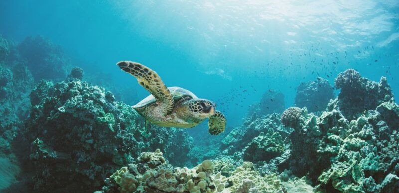 oahu-turtle-canyon-snorkeling-boat-tour