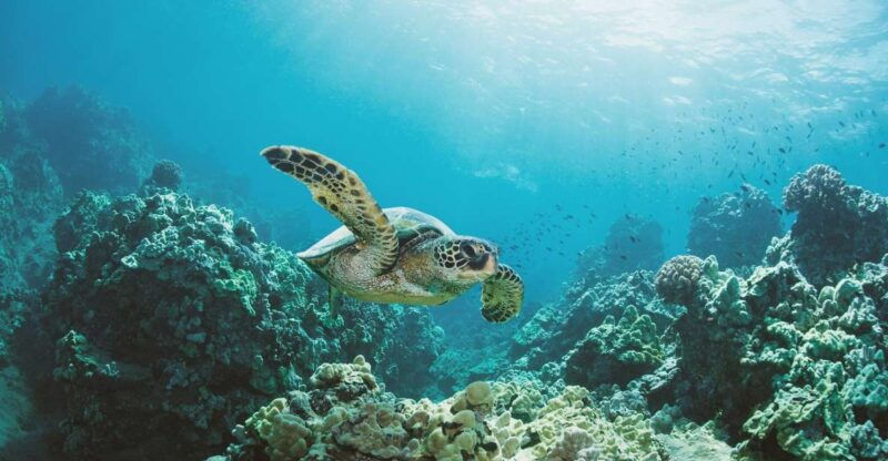 oahu-turtle-canyon-snorkeling-boat-tour