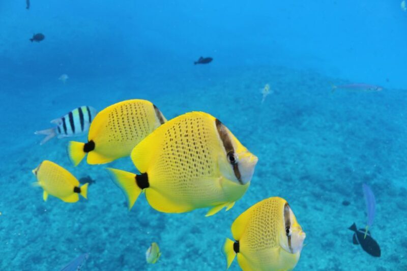 Oahu: Turtle Canyon Snorkeling & Hula Dance - FAQs