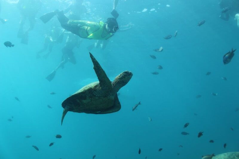 oahu-turtle-canyon-snorkeling-hula-dance
