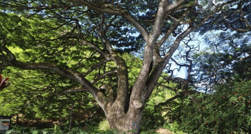 oahu-valley-of-waimea-falls-swim-hike-with-lunch-dole