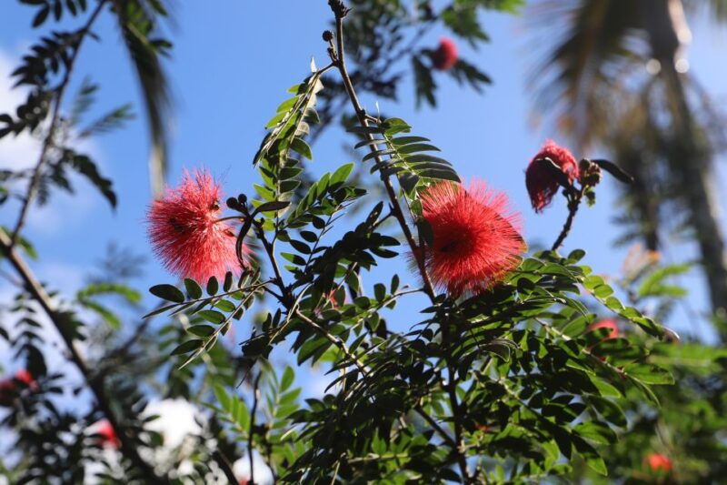 oahu-valley-of-waimea-falls-swim-hike-with-lunch-dole