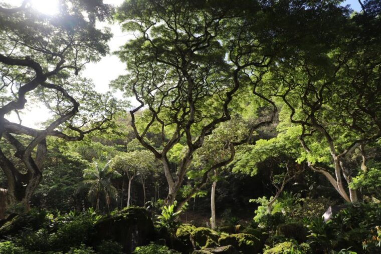 oahu-valley-of-waimea-falls-swim-hike-with-lunch-dole