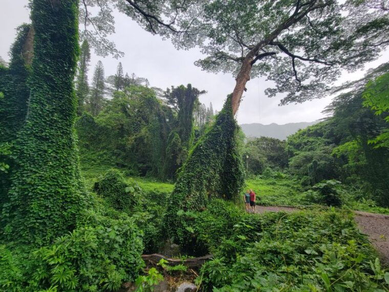 oahu-waikiki-e-bike-ride-and-manoa-falls-hike