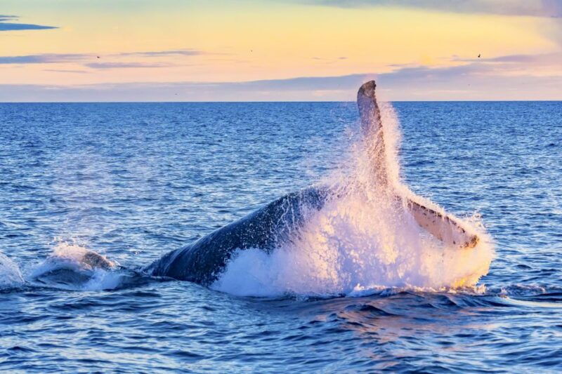 oahu-waikiki-eco-friendly-afternoon-whale-watching-trip