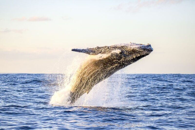 oahu-waikiki-eco-friendly-afternoon-whale-watching-trip
