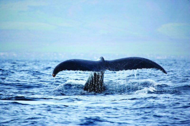 oahu-waikiki-eco-friendly-afternoon-whale-watching-trip
