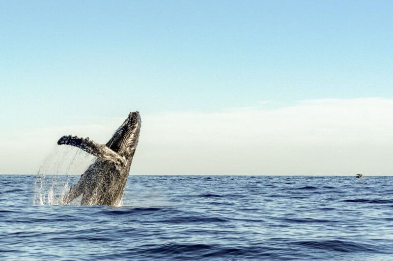 oahu-waikiki-eco-friendly-afternoon-whale-watching-trip