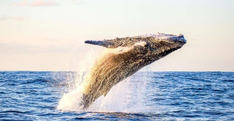oahu-waikiki-eco-friendly-morning-whale-watching-cruise