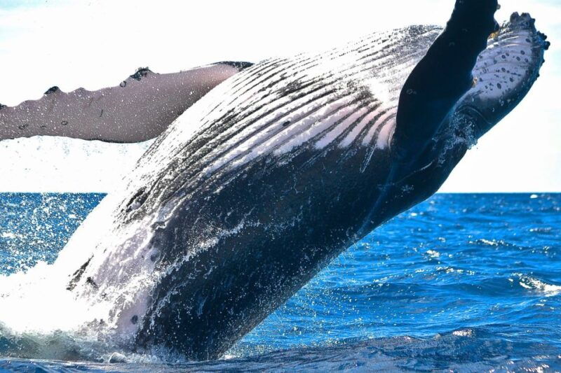 oahu-waikiki-eco-friendly-morning-whale-watching-cruise