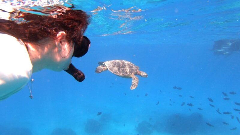 oahu-waikiki-private-snorkeling-and-wildlife-boat-tour