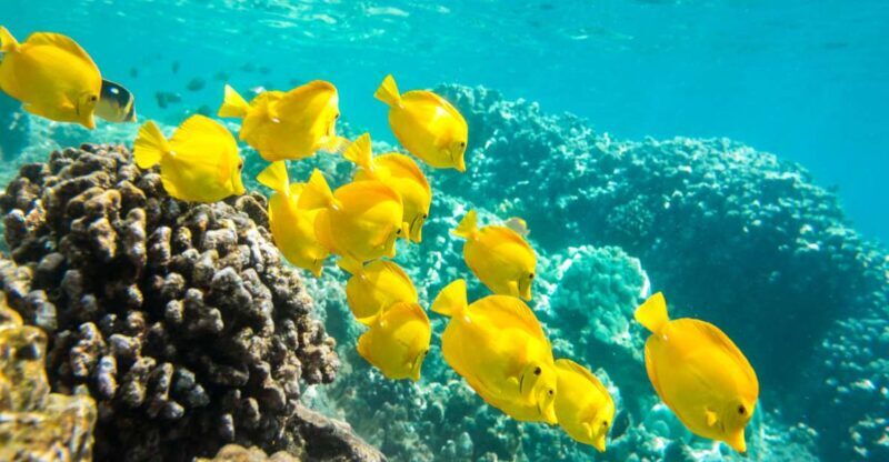 Oahu: Waikiki Snorkel and Sailing Trip with Lunch - An Overview of the Experience