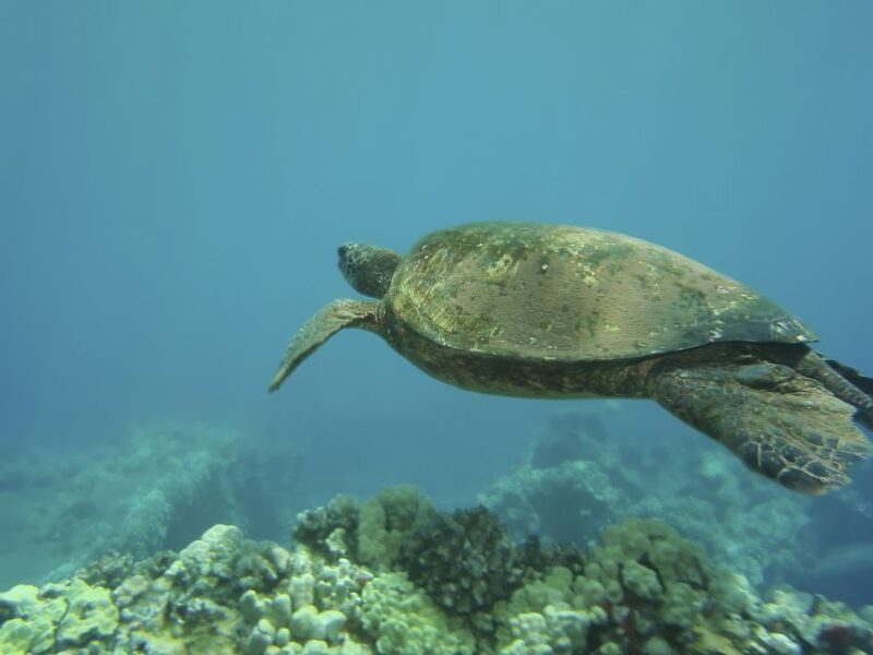 Oahu: Waikiki Snorkel and Sailing Trip with Lunch - Final Thoughts