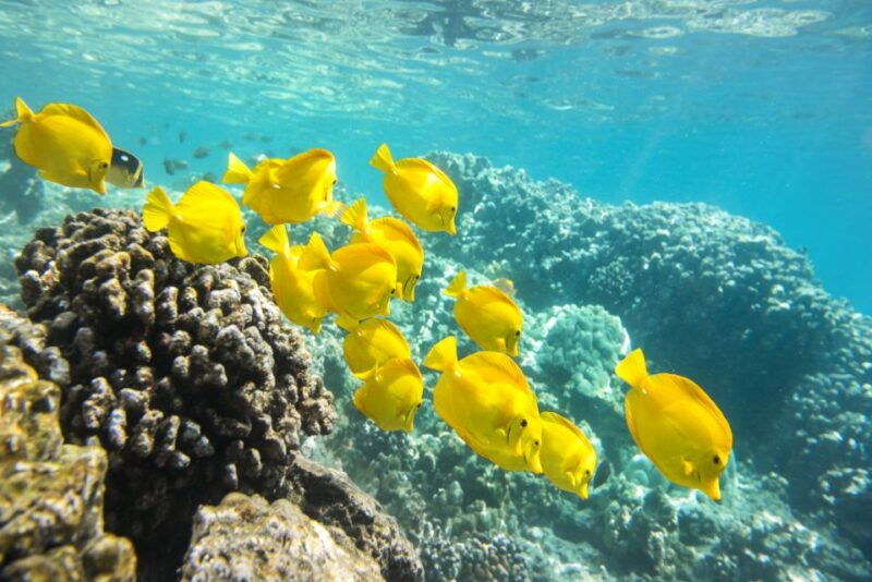 oahu-waikiki-snorkel-and-sailing-trip-with-lunch