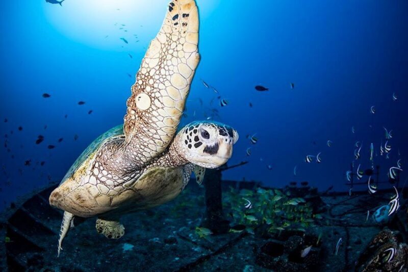 Oahu: Waikiki Submarine Tour - The Experience in Detail