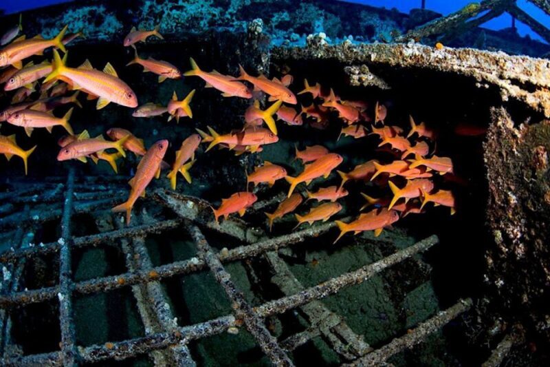 Oahu: Waikiki Submarine Tour - Who Would Love This Tour?