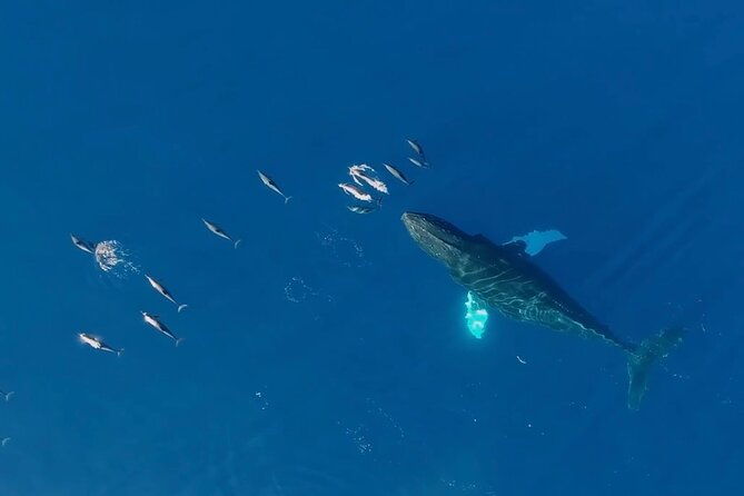 oahu-waikiki-sunset-catamaran-boat-tour-2