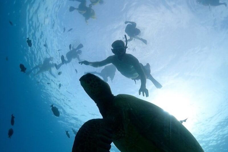 oahu-waikiki-turtle-snorkeling-adventure-cruise